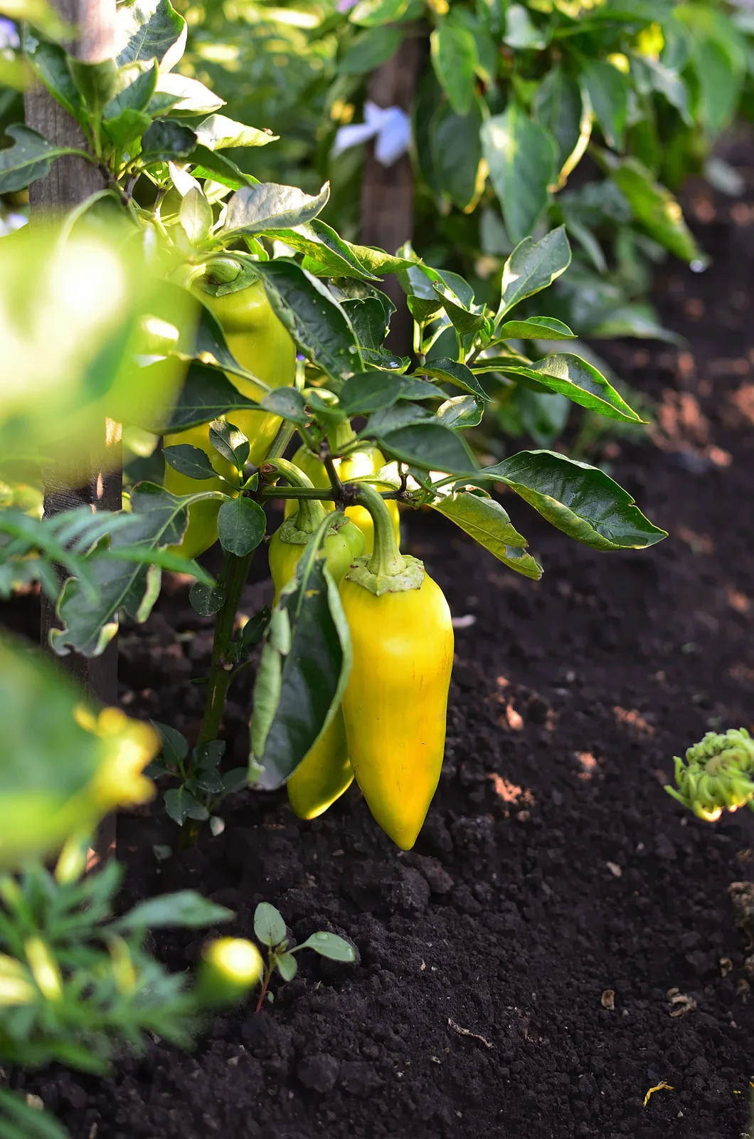 Golden Marconi Sweet Peppers