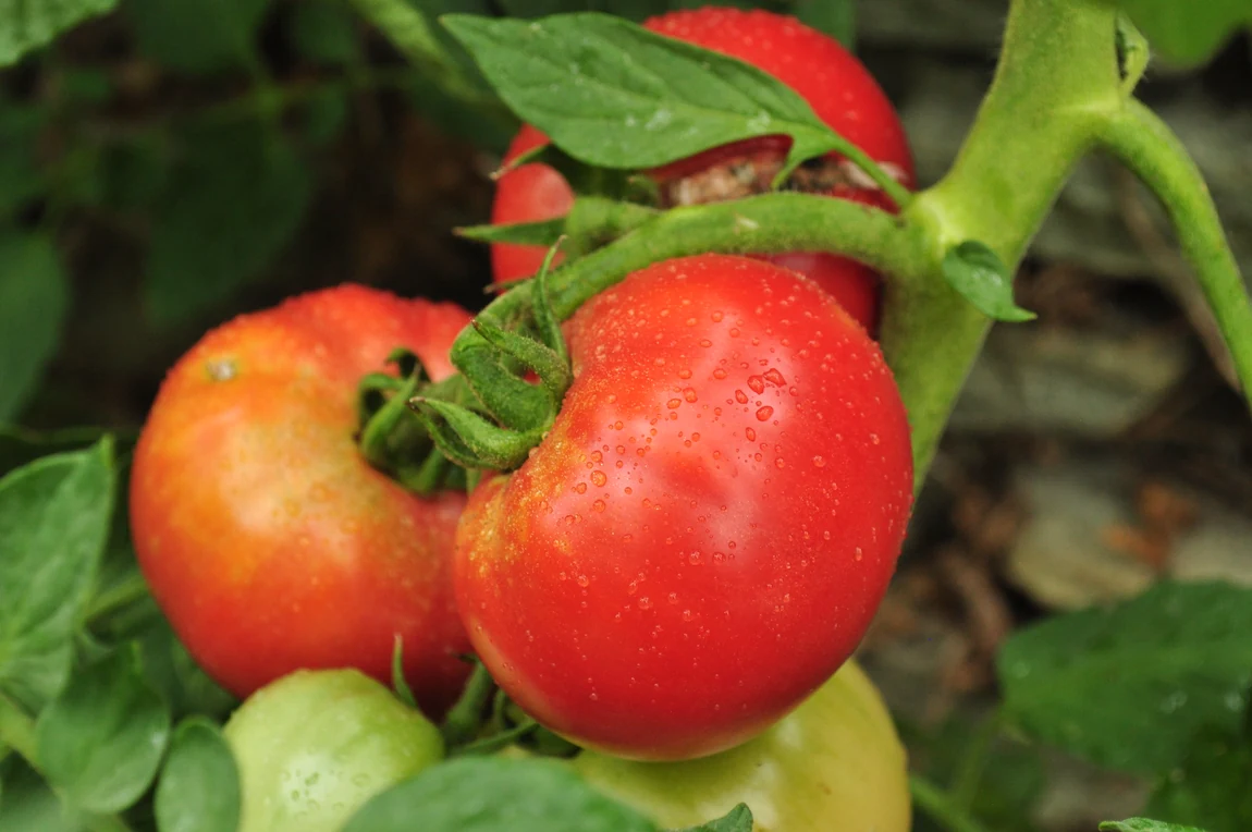 Marglobe Improved Tomatoes