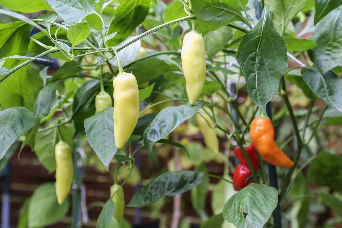 Mariachi Peppers