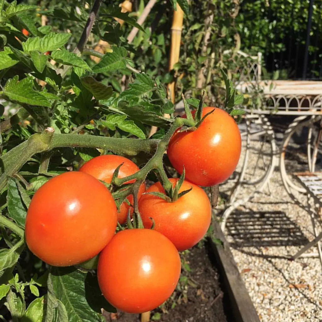 Marion Tomatoes