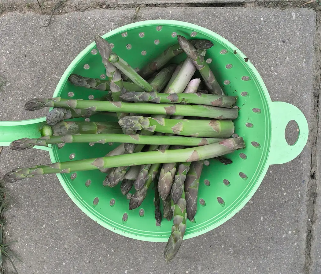 Mary Washington Asparagus