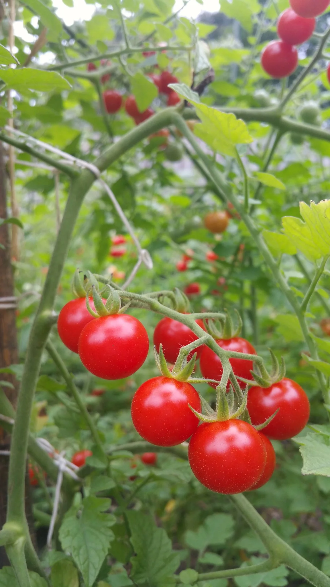 Matt's Wild Cherry tomatoes