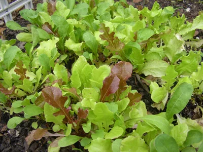 Mesclun Mix