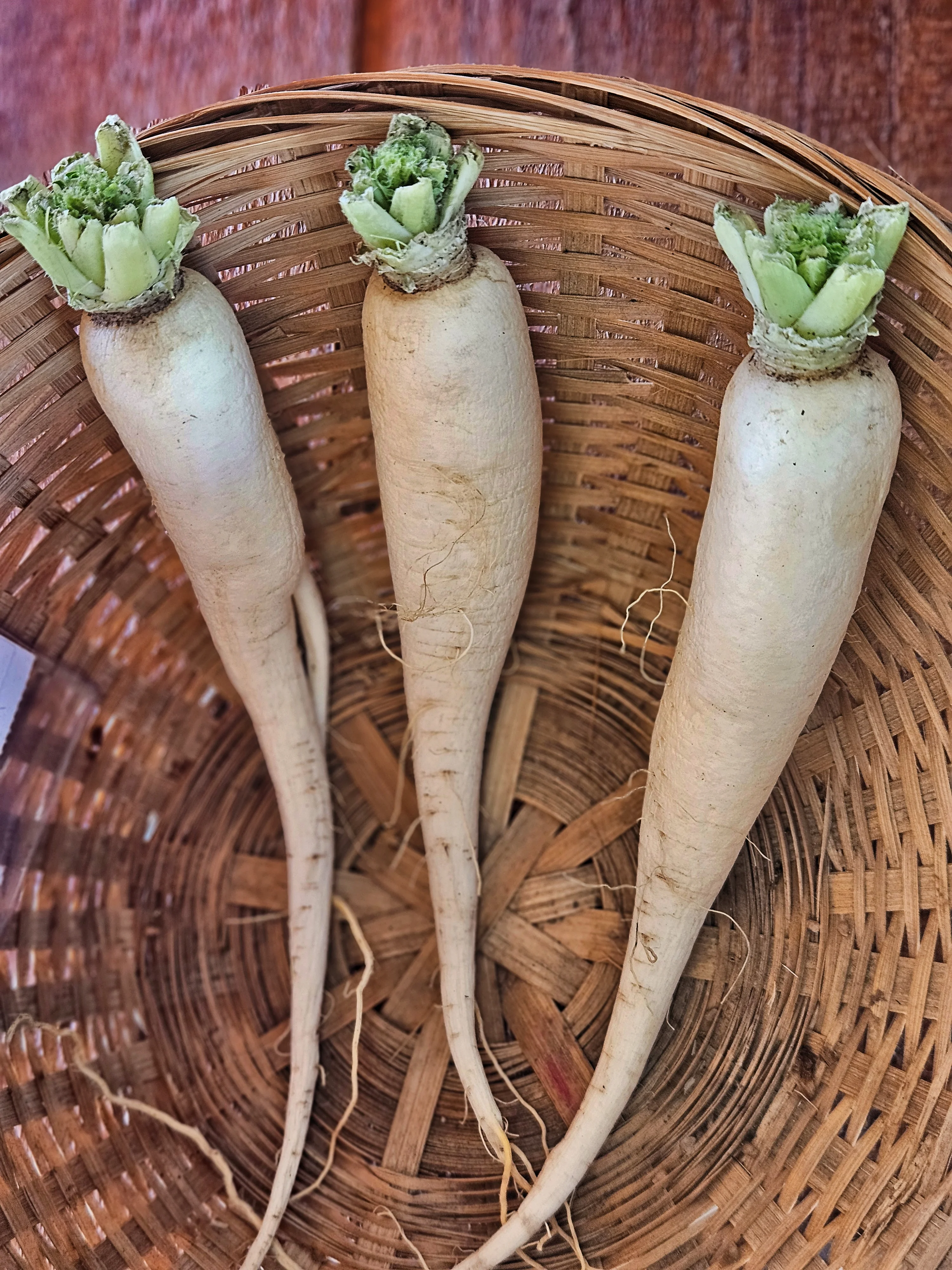 Daikon Radishes
