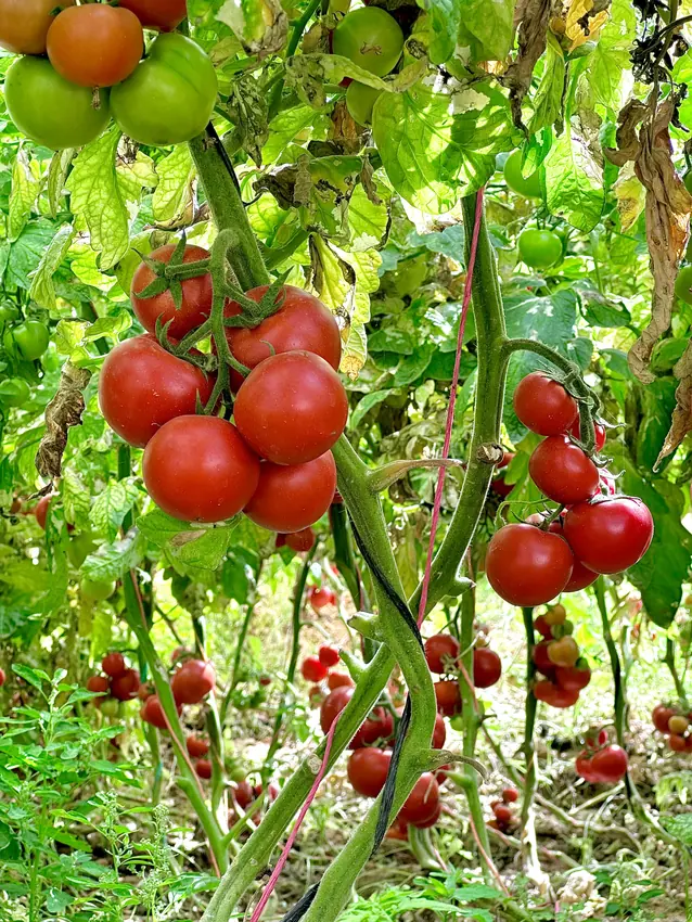 Money Maker Tomatoes