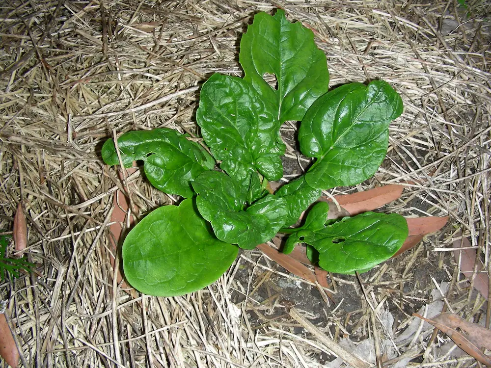 Monstrueux de Viroflay