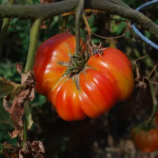 Mr. Stripey Tomatoes