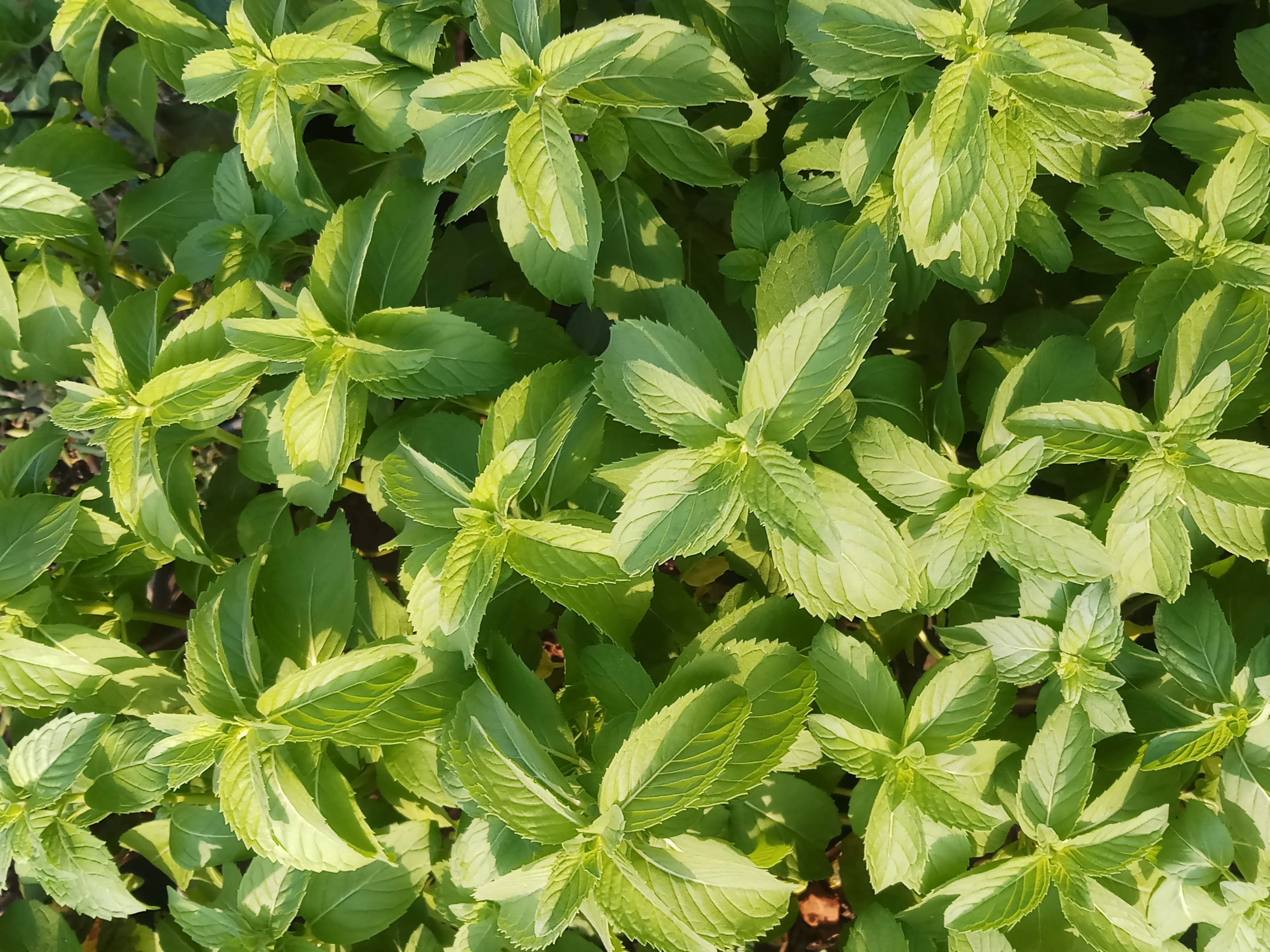 Mrs. Burns Lemon Basil