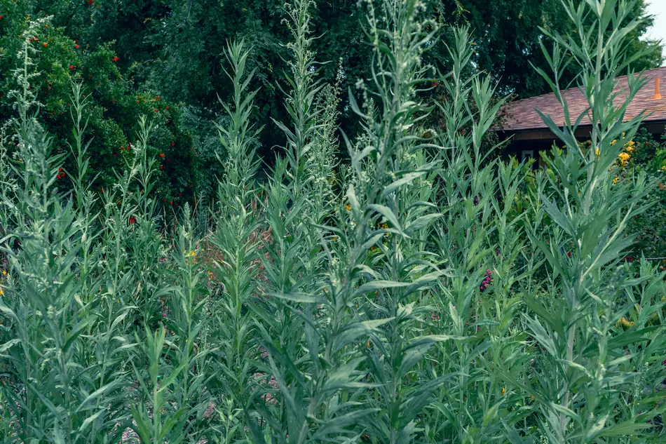 Mugwort