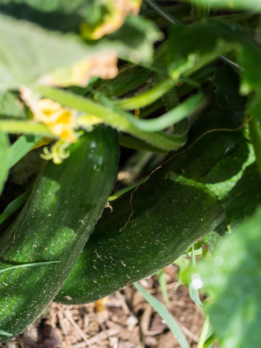 Muncher Cucumber