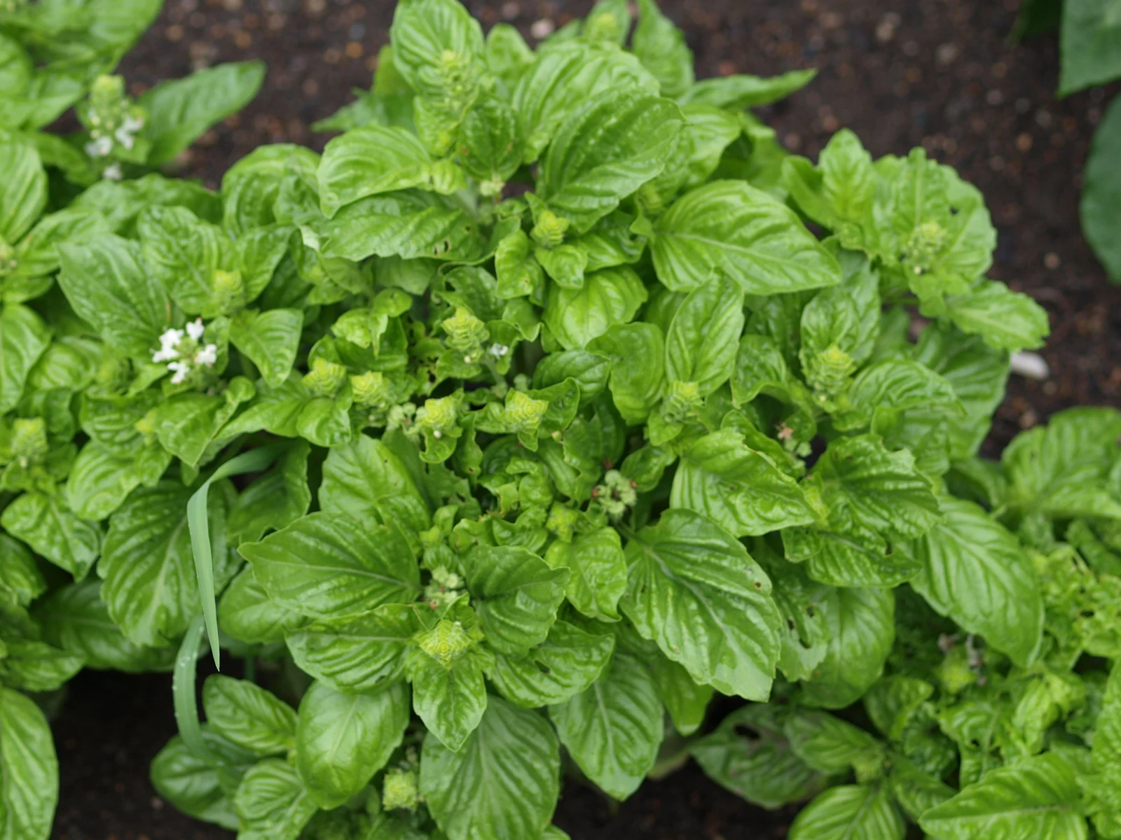 Napoletano Basil