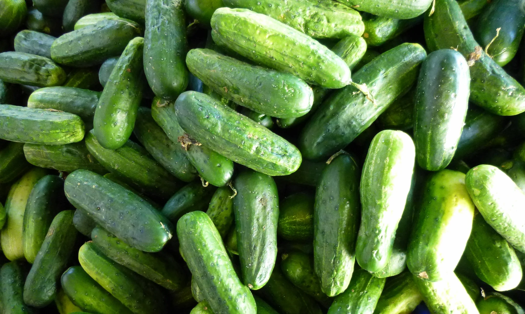National Pickling Cucumber