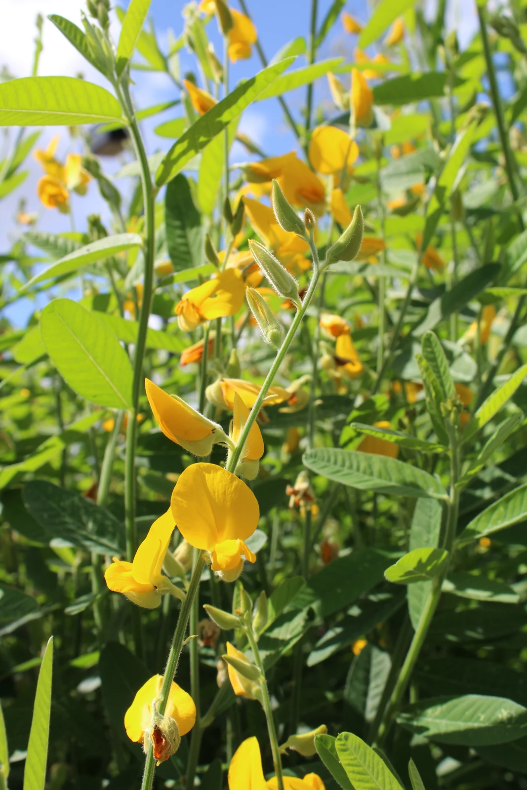 New Sunn Hemp Cover Crop