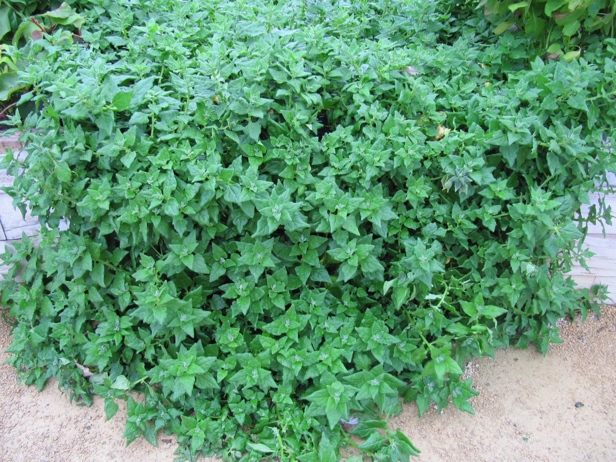 New Zealand Spinach