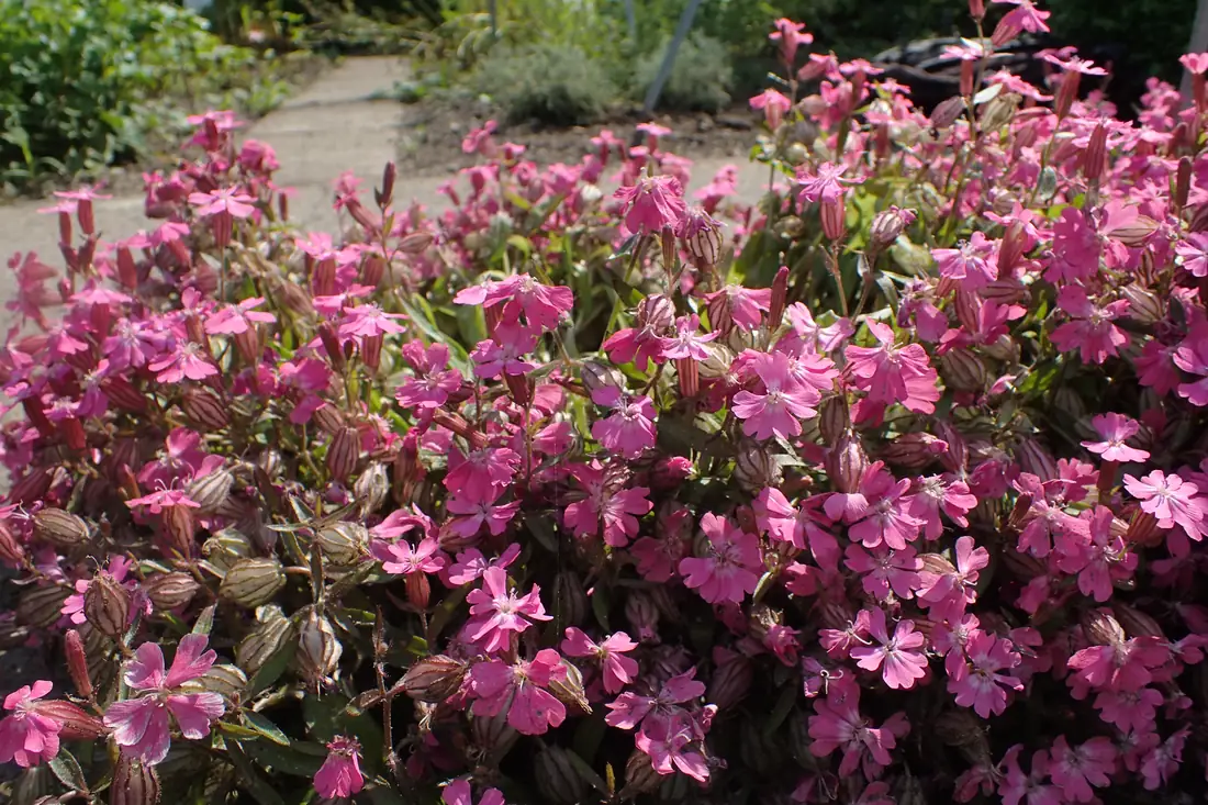 Nodding Catchfly Flowers