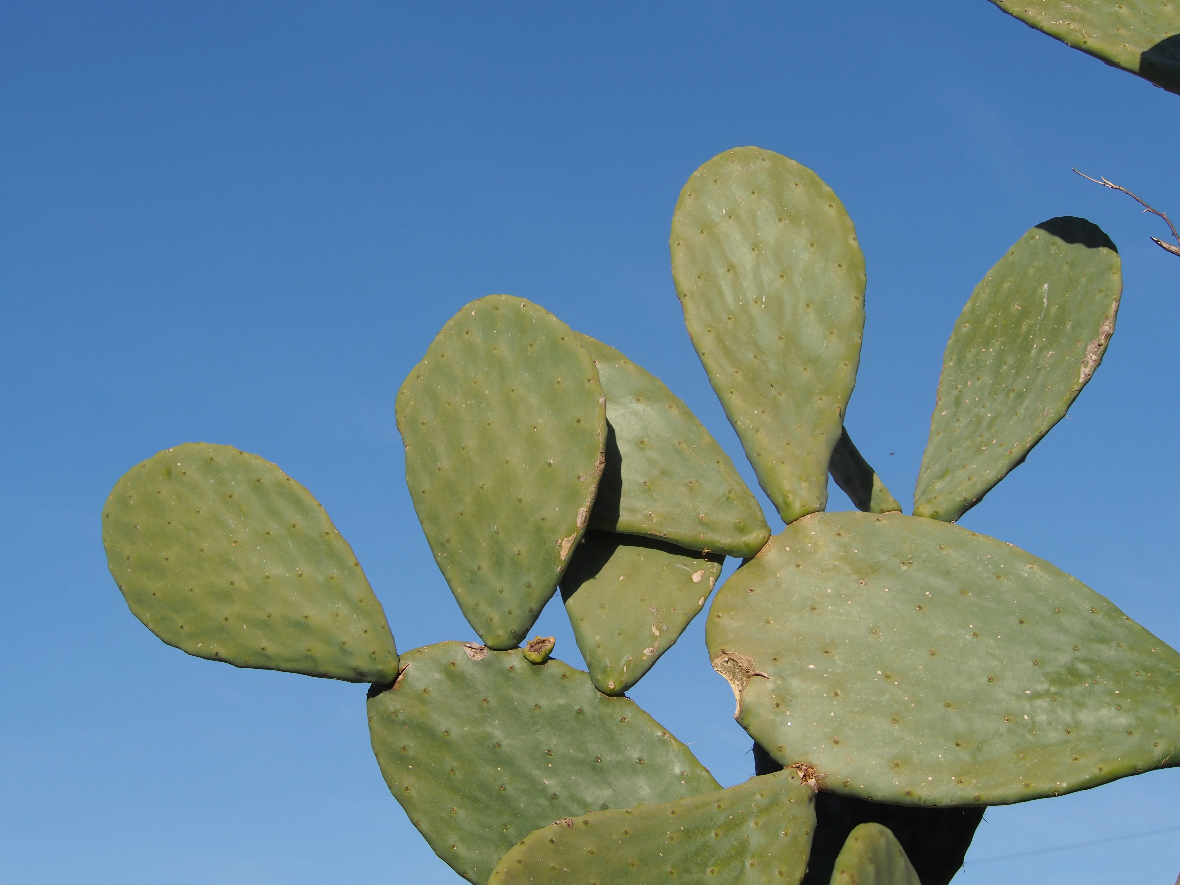 Nopales pads