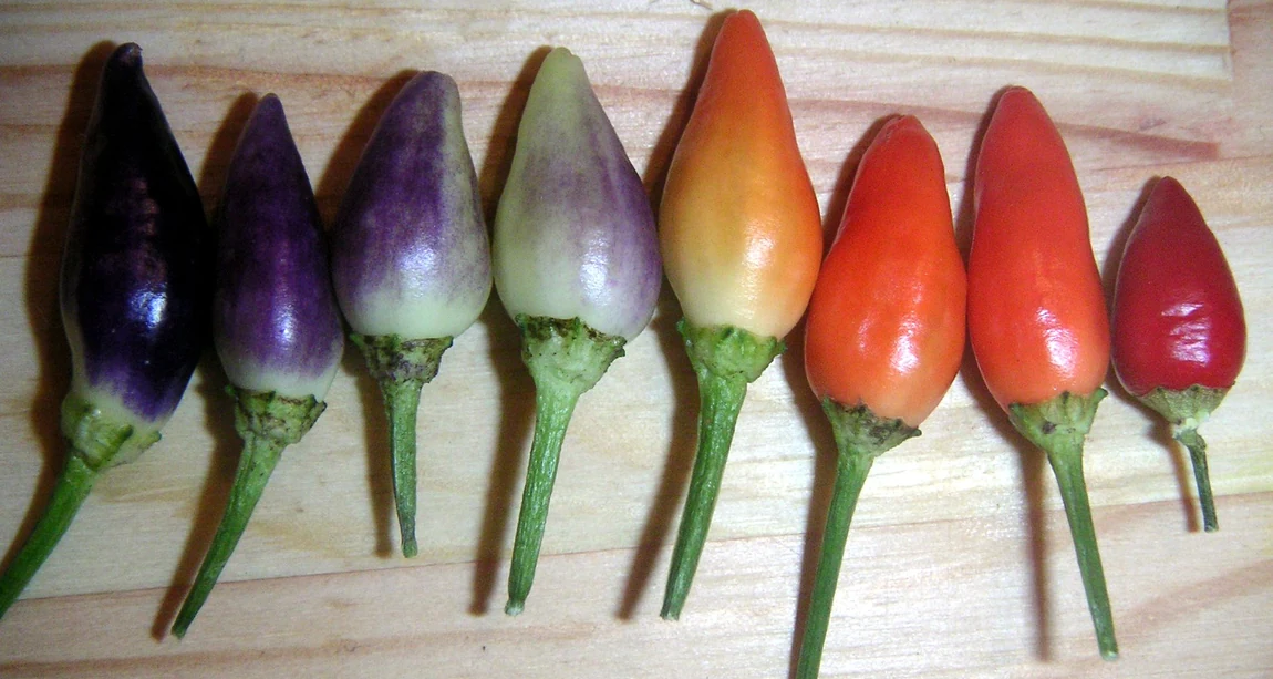 NuMex Twilight Hot Peppers