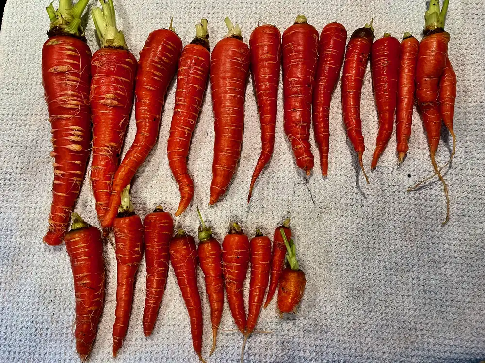 Nutri-Red Carrots
