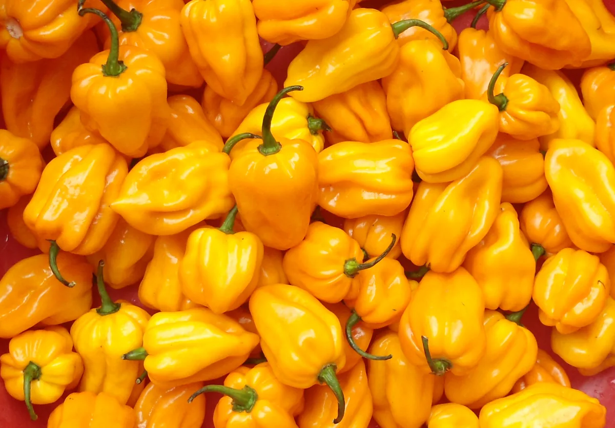 Orange Habanero Hot Peppers