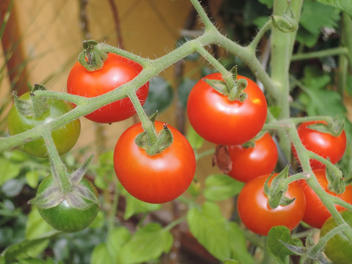 Oregon Spring Tomatoes