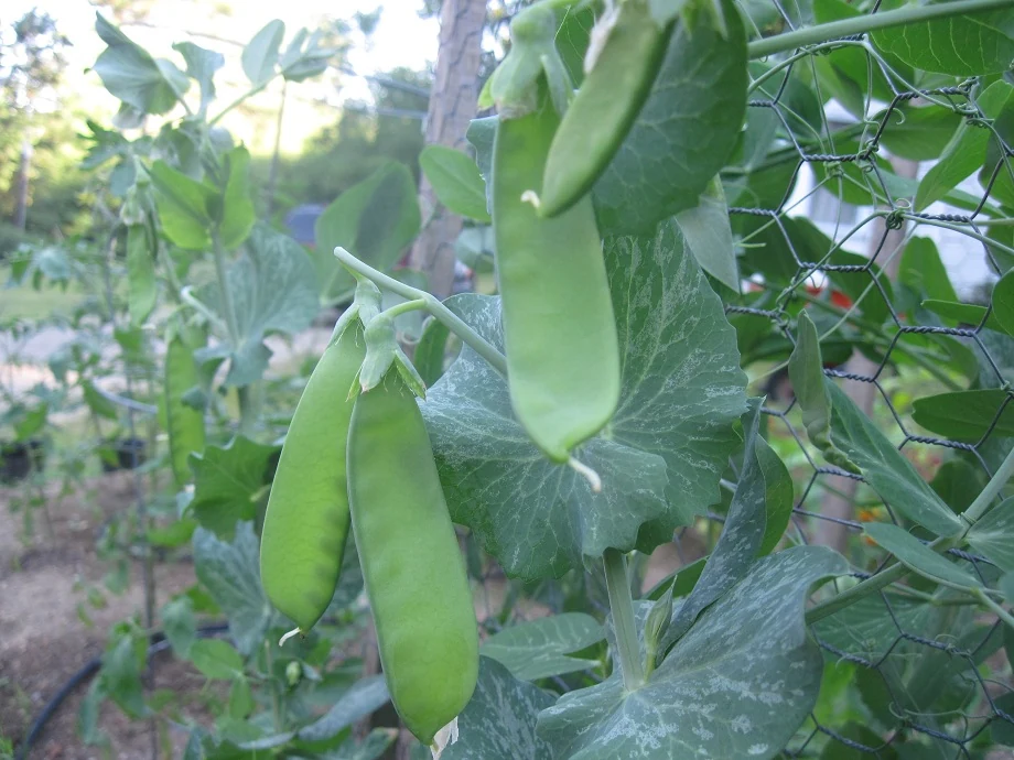 Oregon Sugar Pod Snow Pea