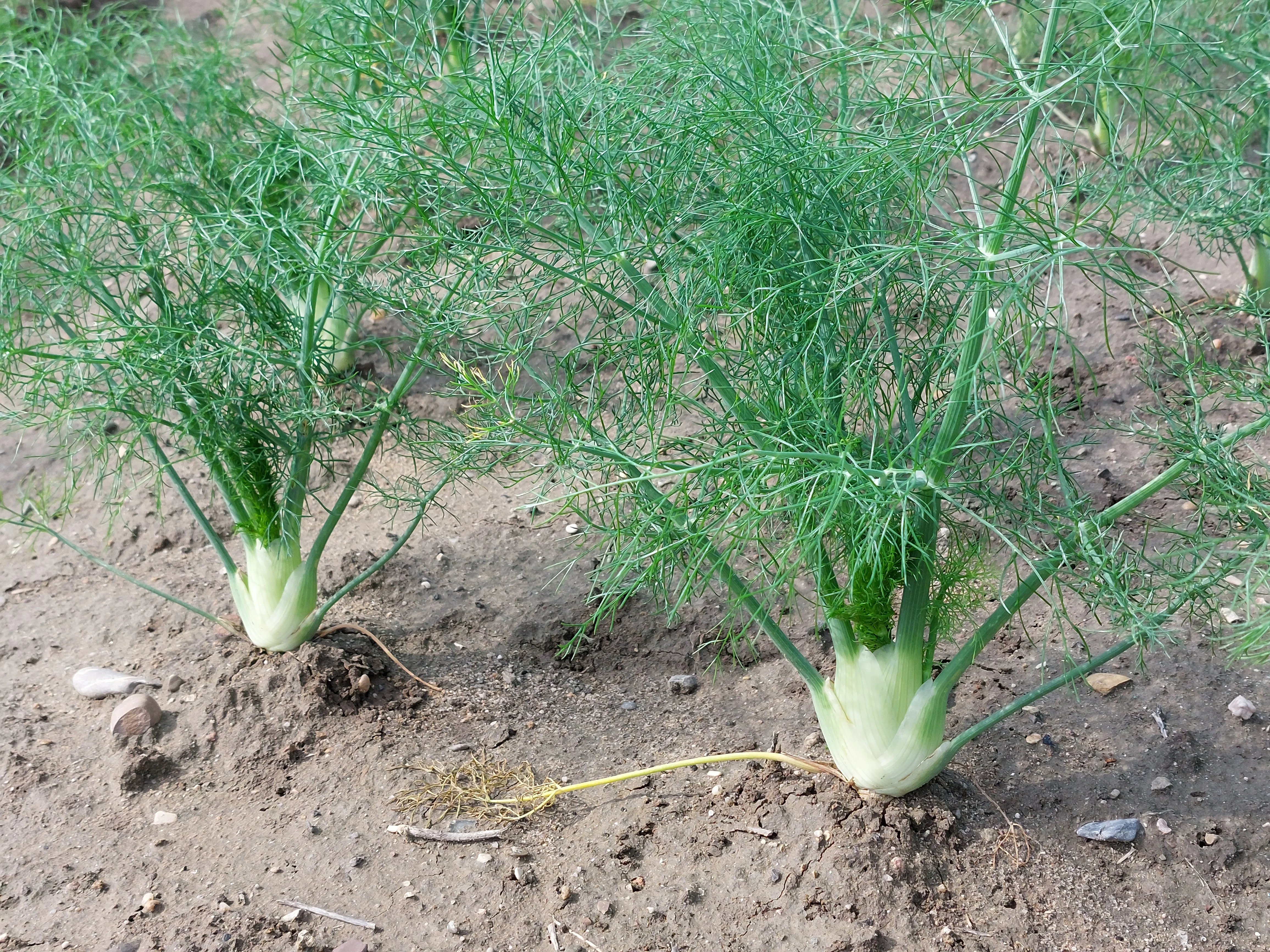 Orion Florence Fennel