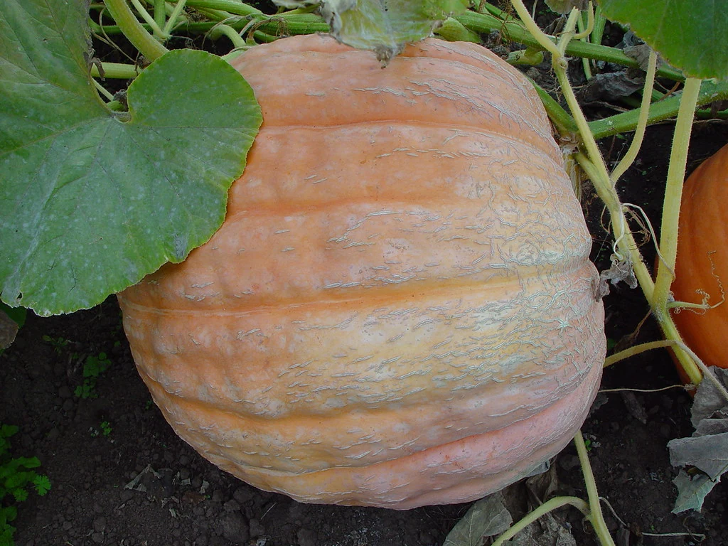 Pacific Giant Pumpkin