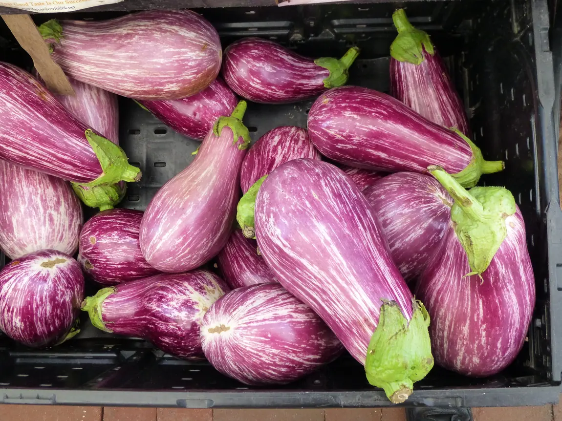 Pandora Striped Eggplant