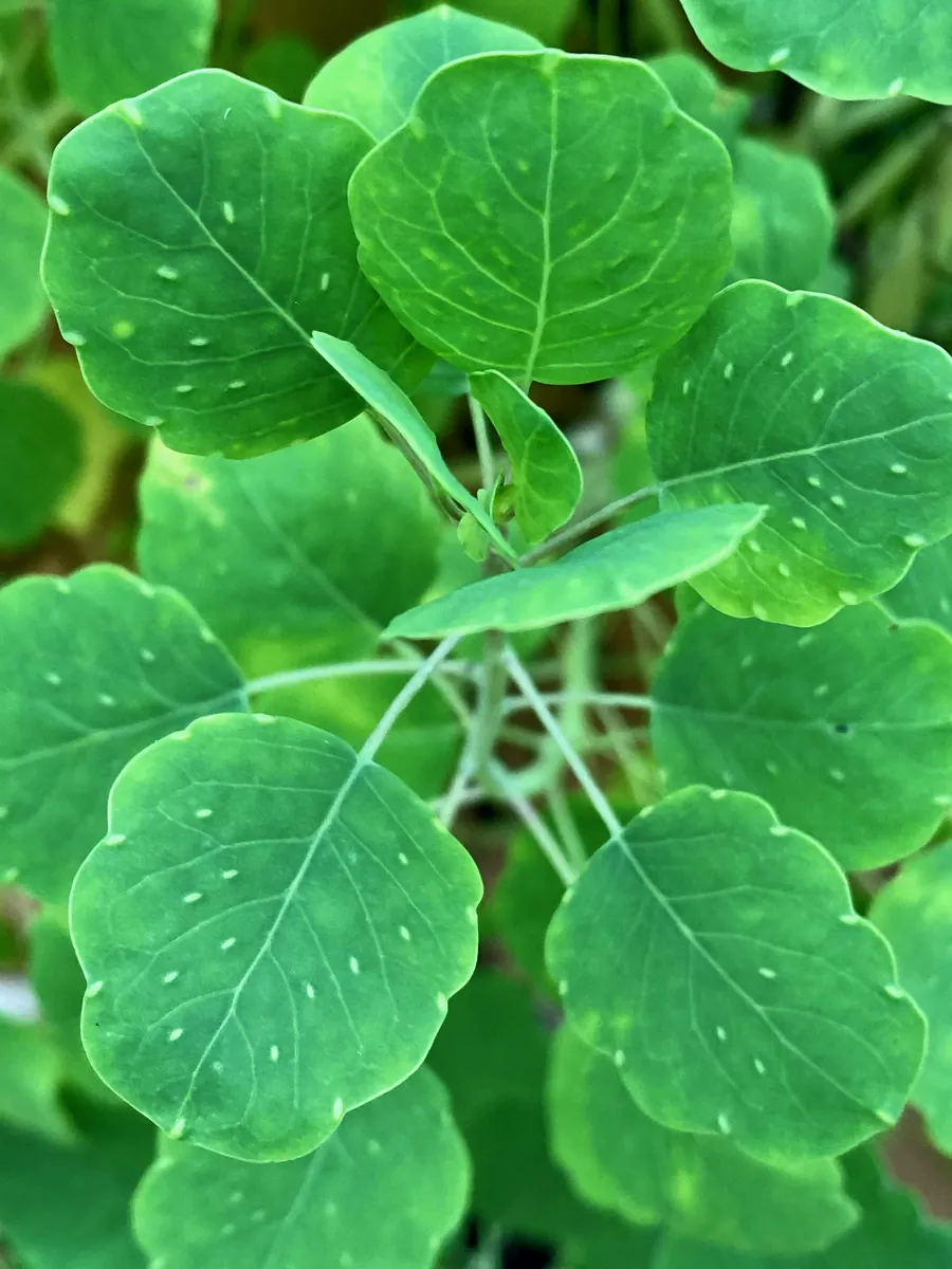 Pápalo leaves