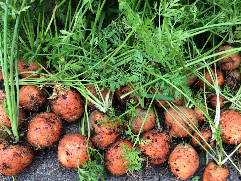Paris Market Carrots