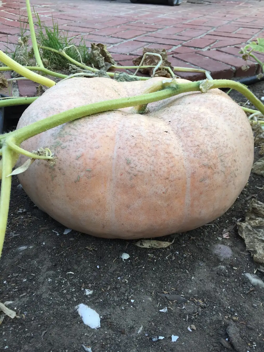 Paris Yellow Pumpkin