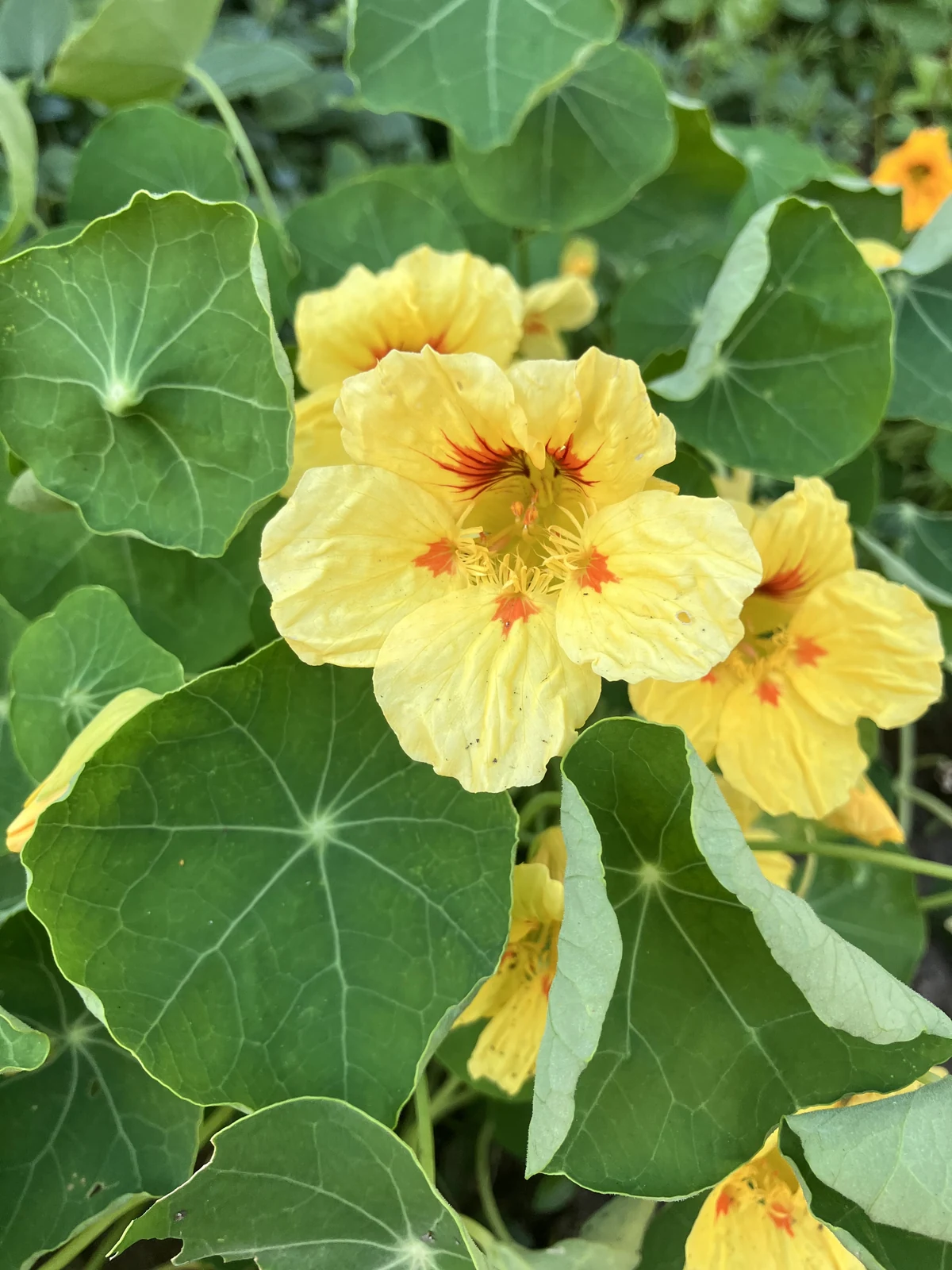Peach Melba Nasturtium Flowers