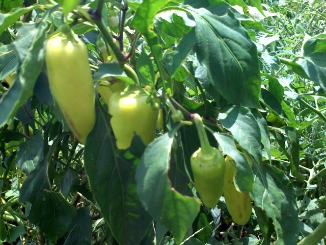 Pepperoncini Pepper