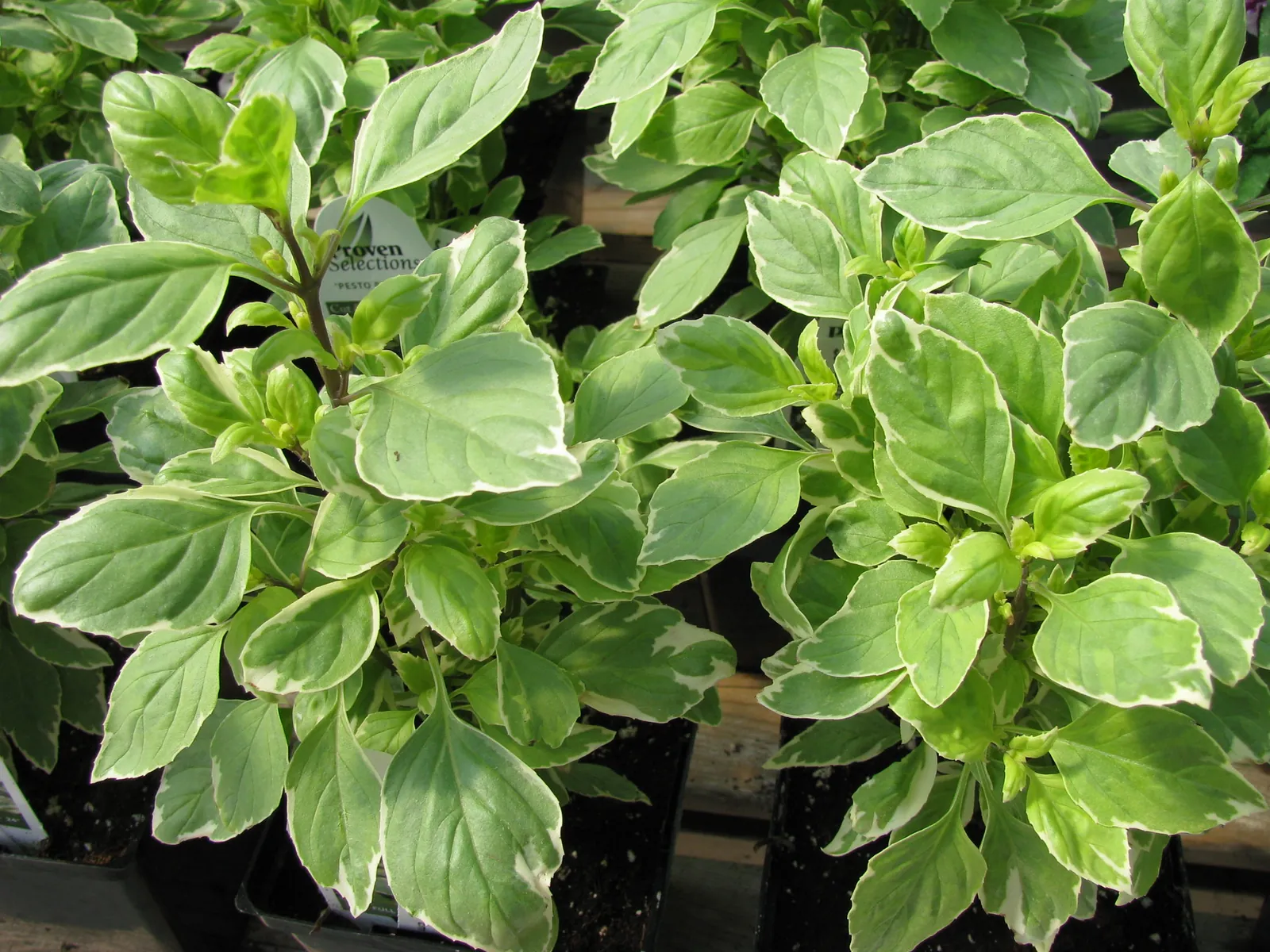 Pesto Perpetuo Basil