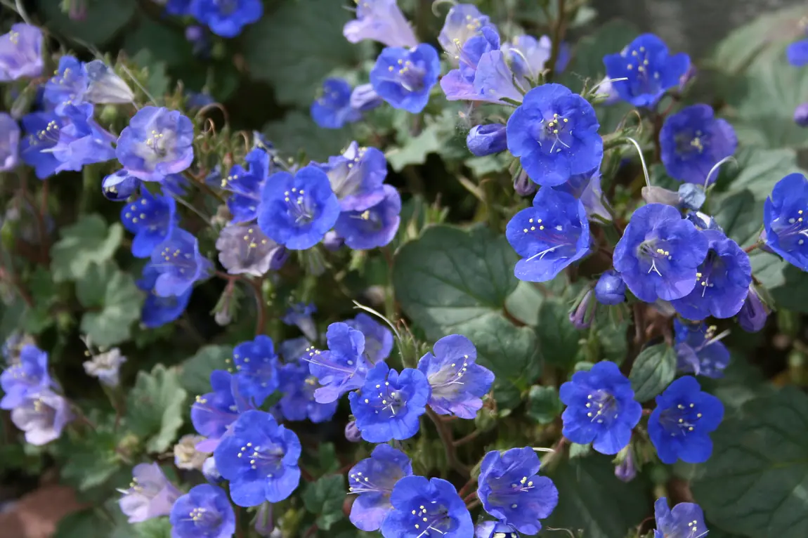 California Bluebell