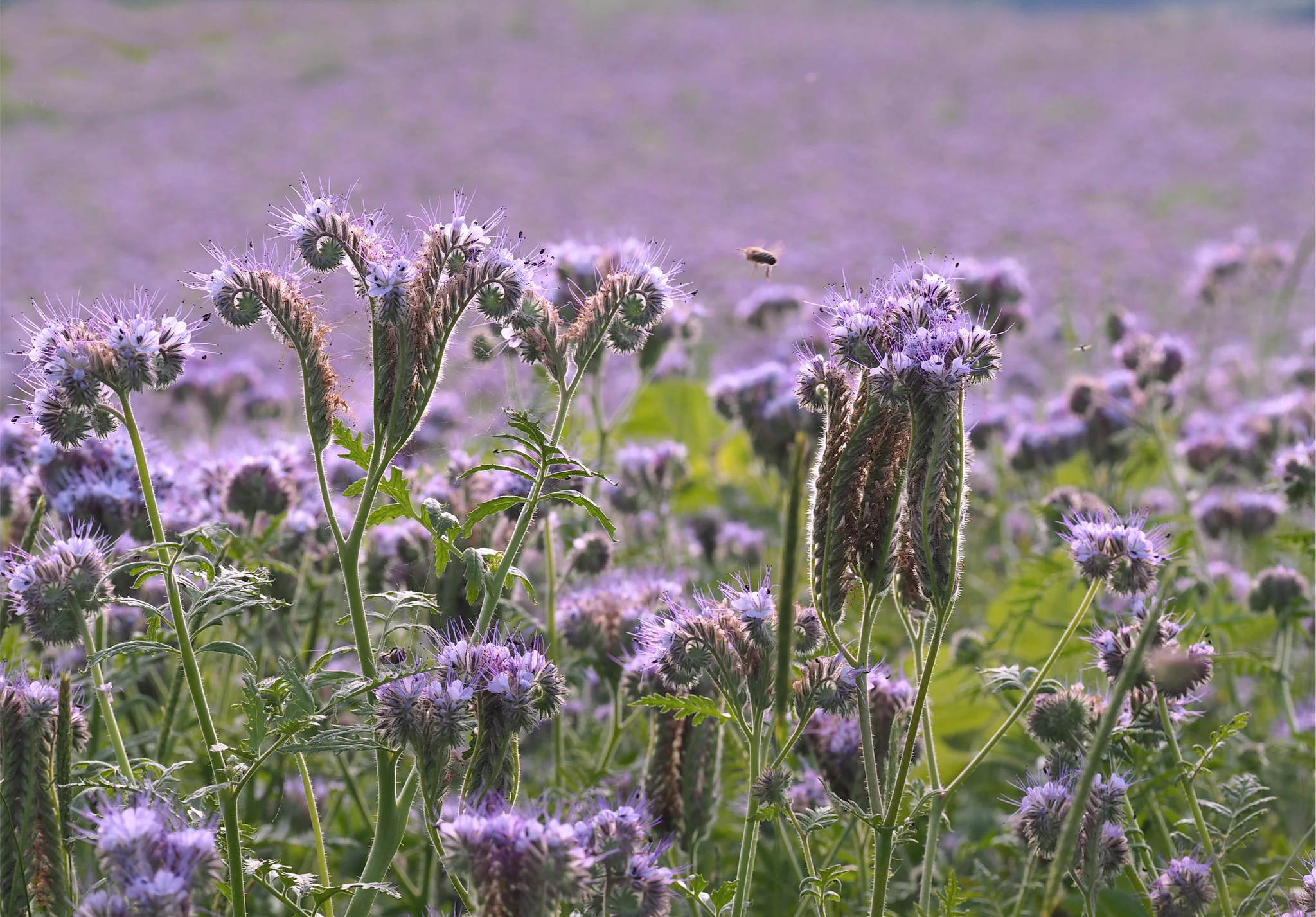 Phacelia cover crop and bee forage