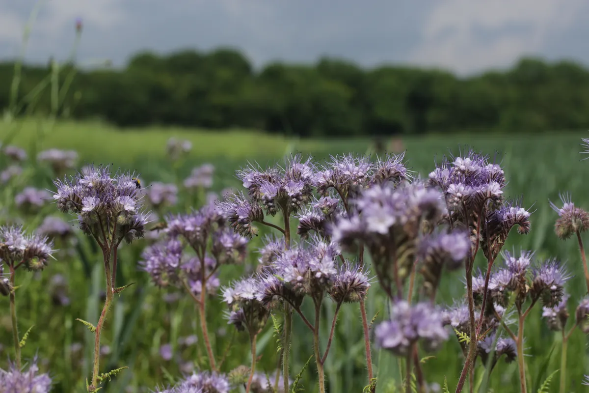 Lacy Phacelia Flowers