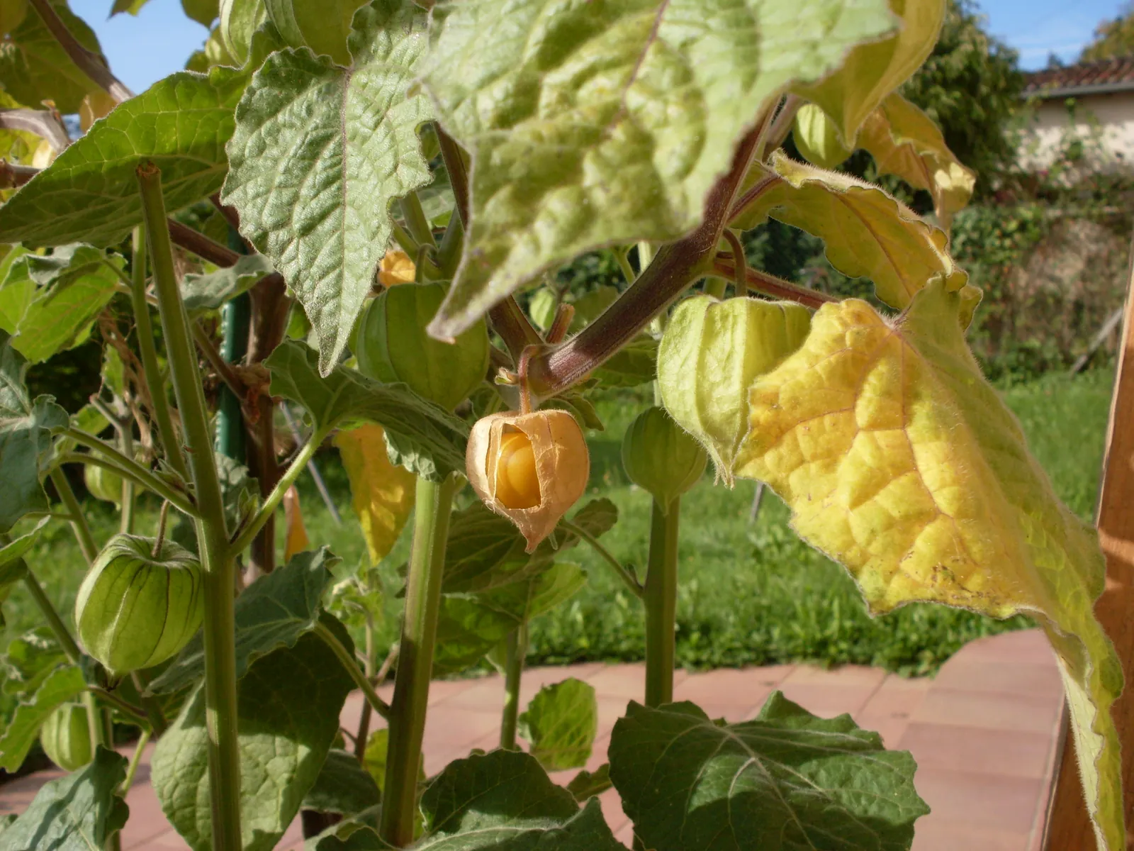 Pineapple Tomatillos