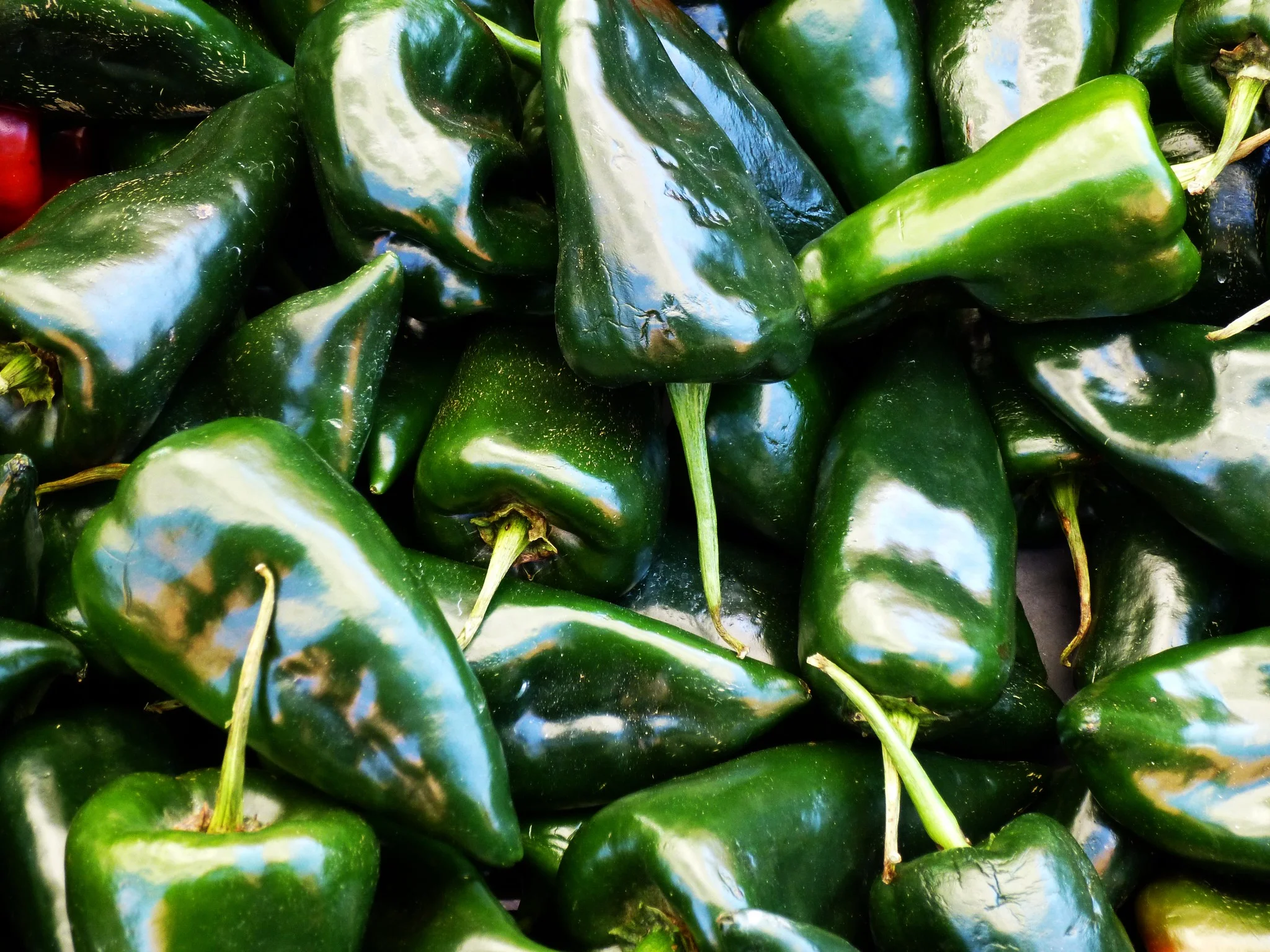 Poblano Peppers