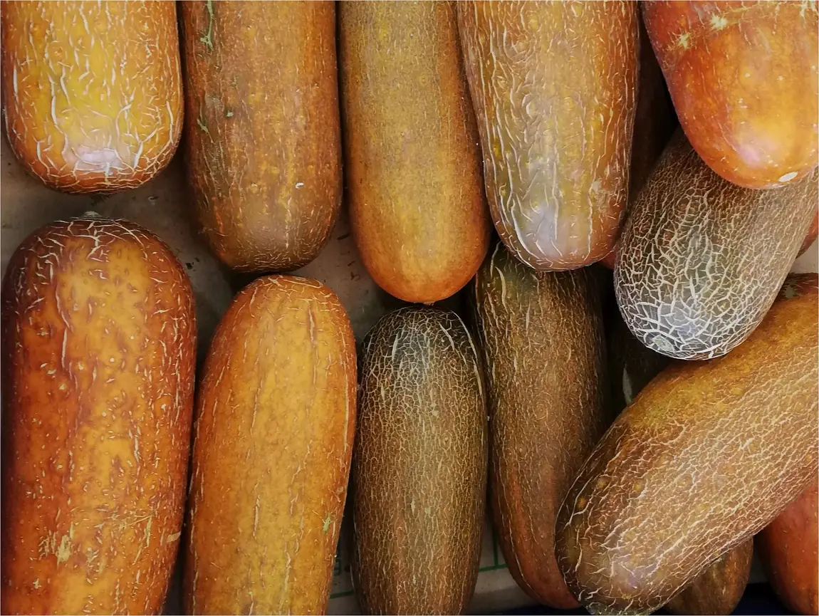 Poona Kheera Cucumbers