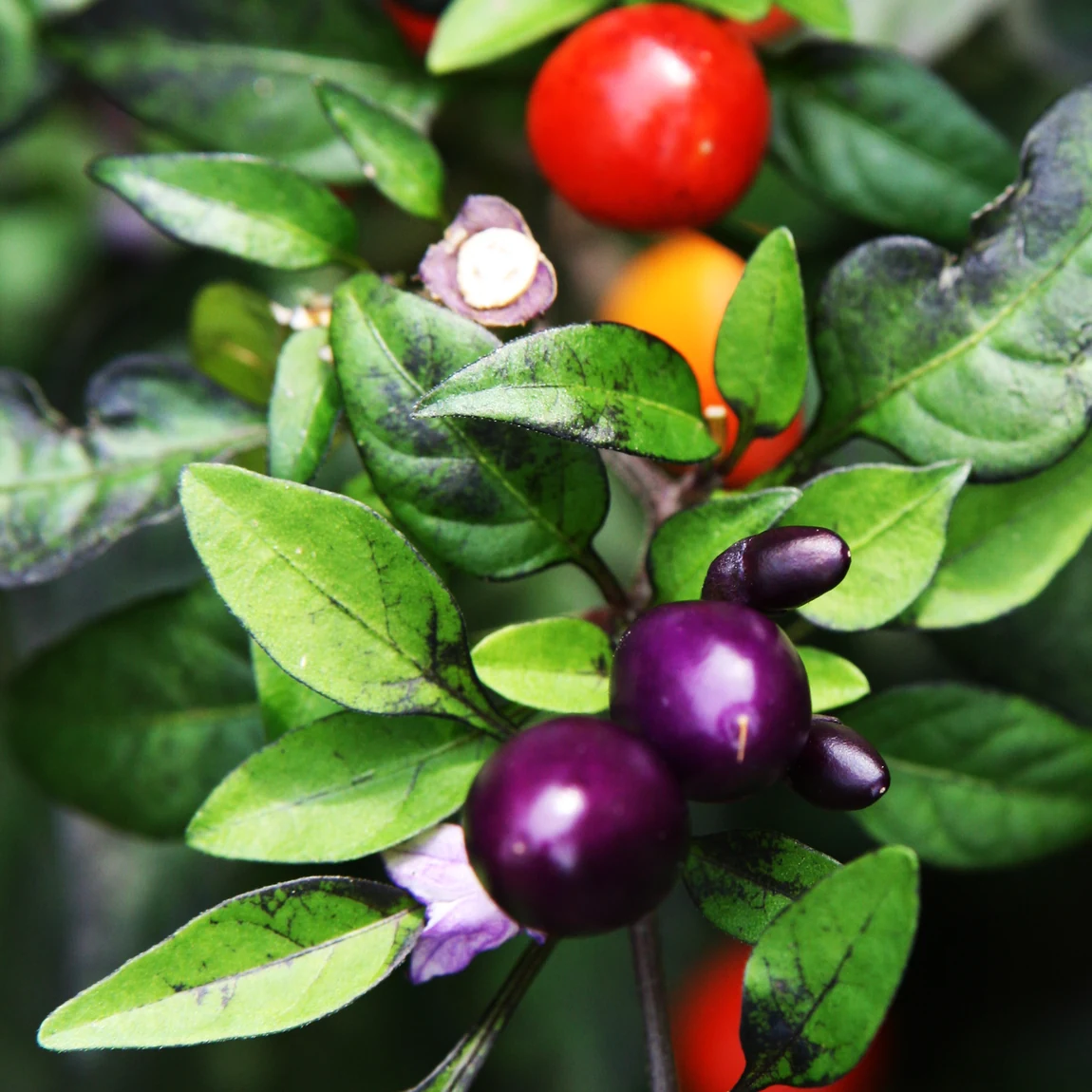 Pretty Purple Hot Peppers