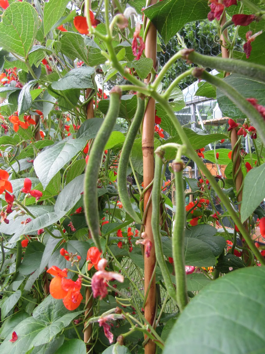 Prizewinner Runner Pole Bean