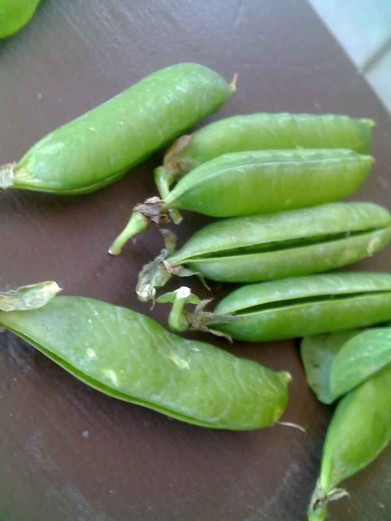 Progress No. 9 Shelling Pea