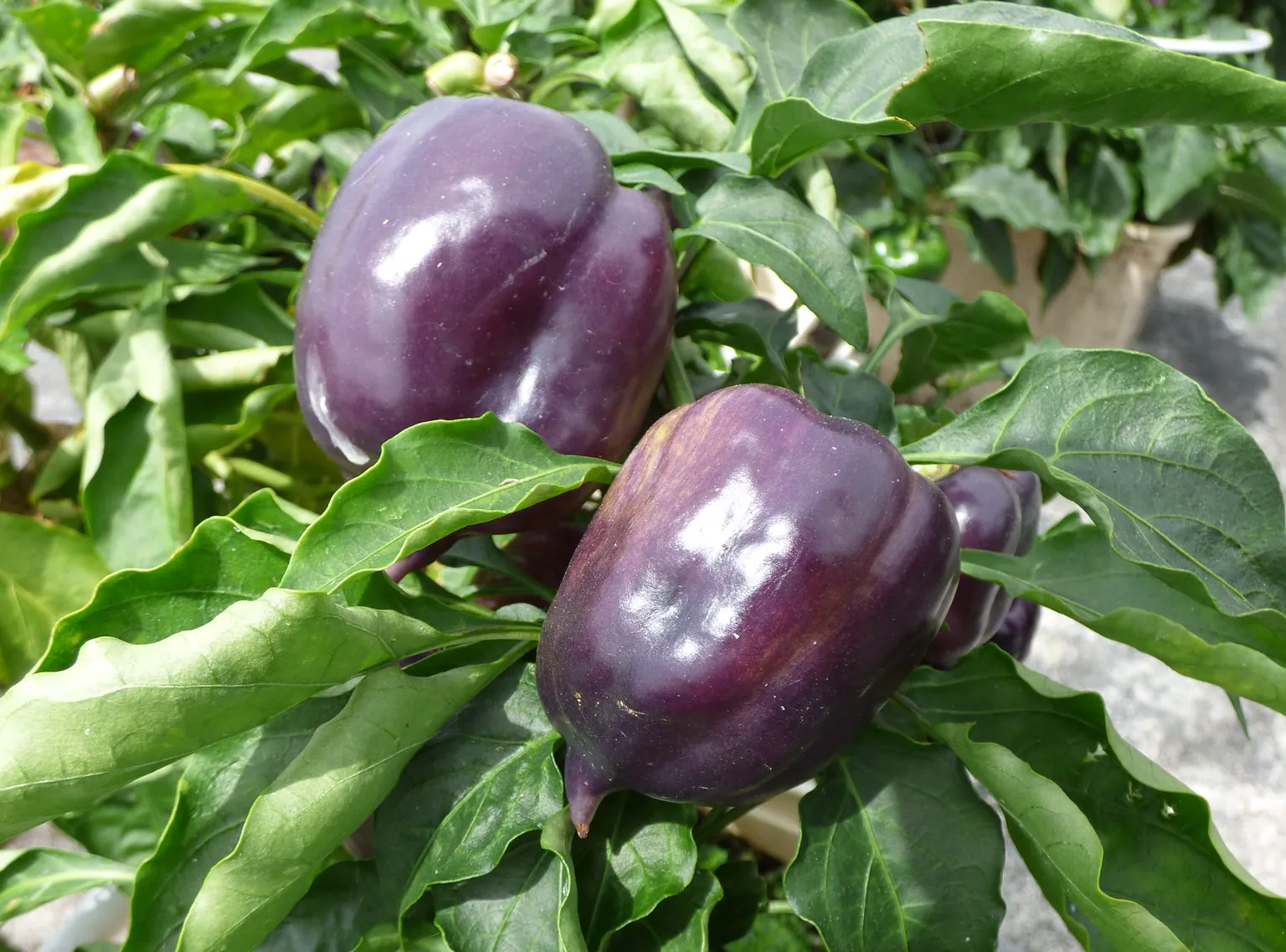 Purple Beauty Sweet Peppers