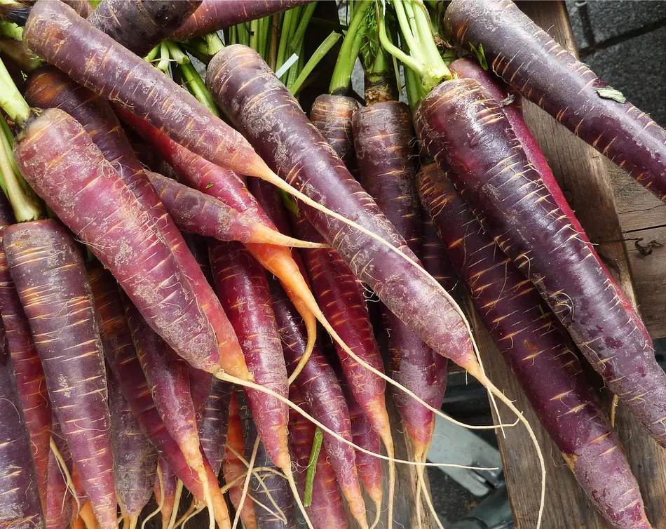 Purple Carrots
