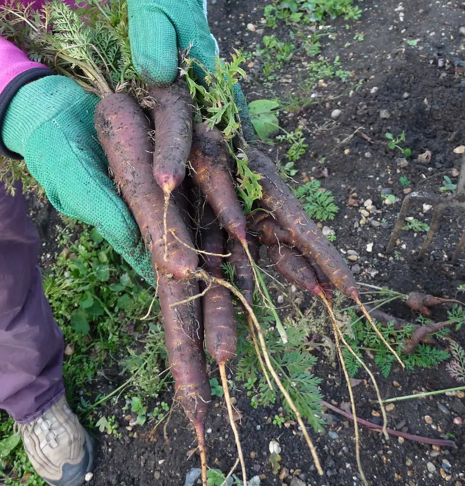 Purple Haze Carrots