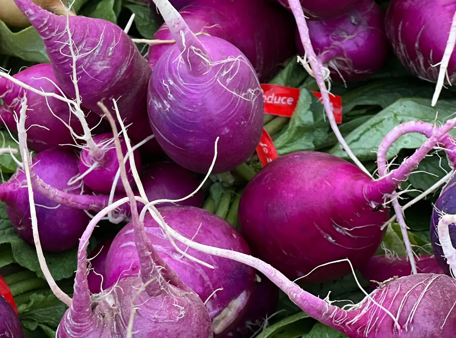 Purple Plum Radishes