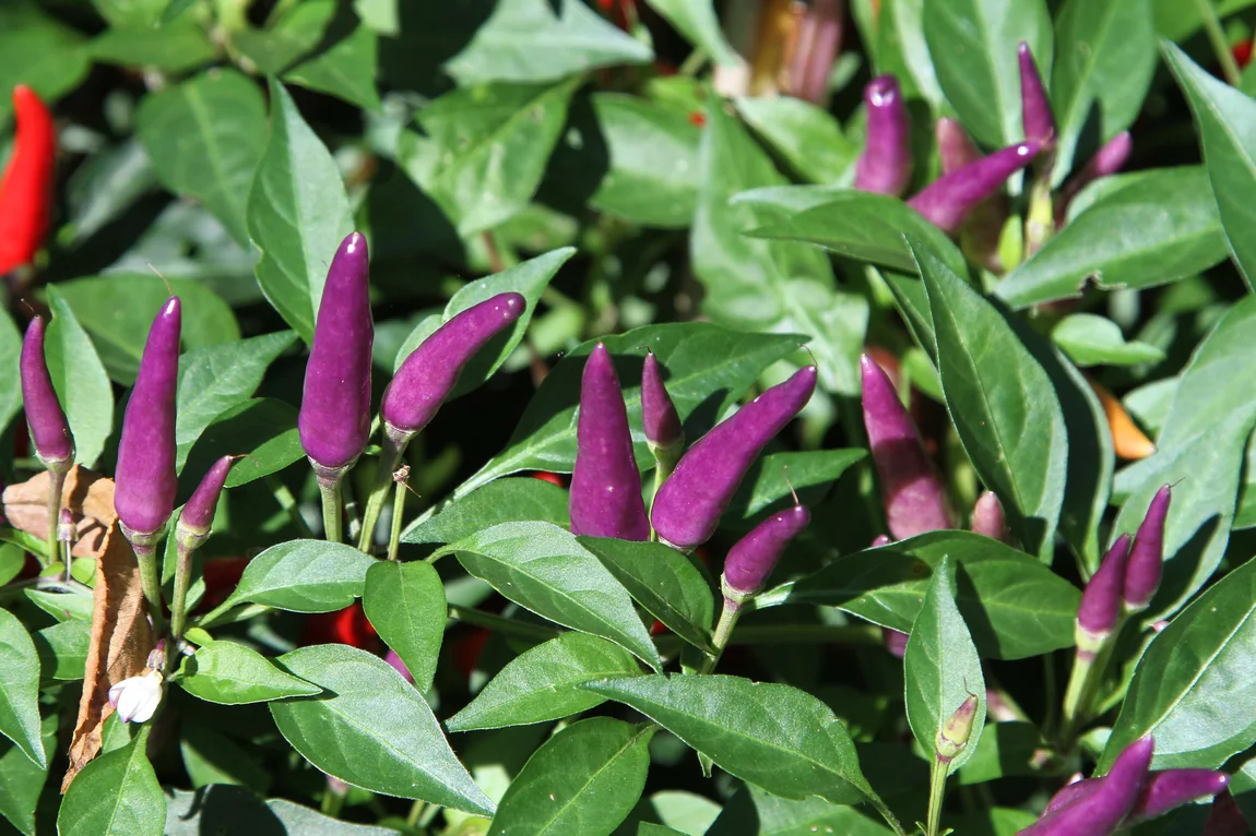 Purple Tiger Hot Peppers
