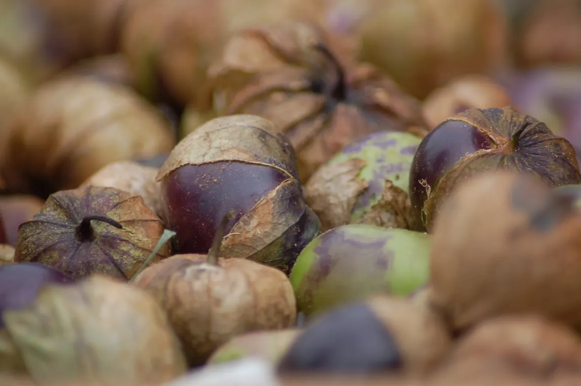 Purple Tomatillos