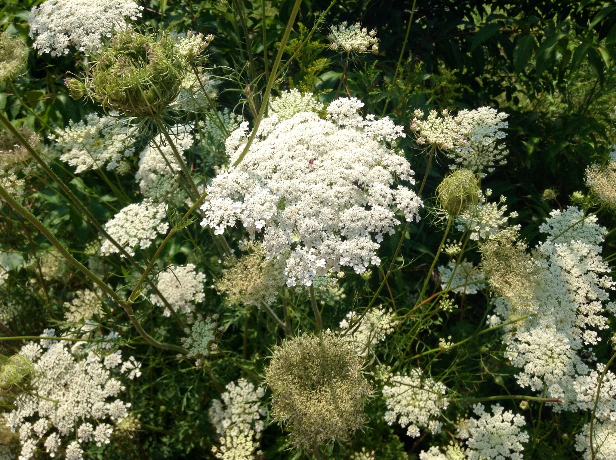 Queen Anne's Lace Flowers